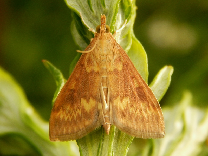 Crambidae da ID - Ostrinia nubilalis